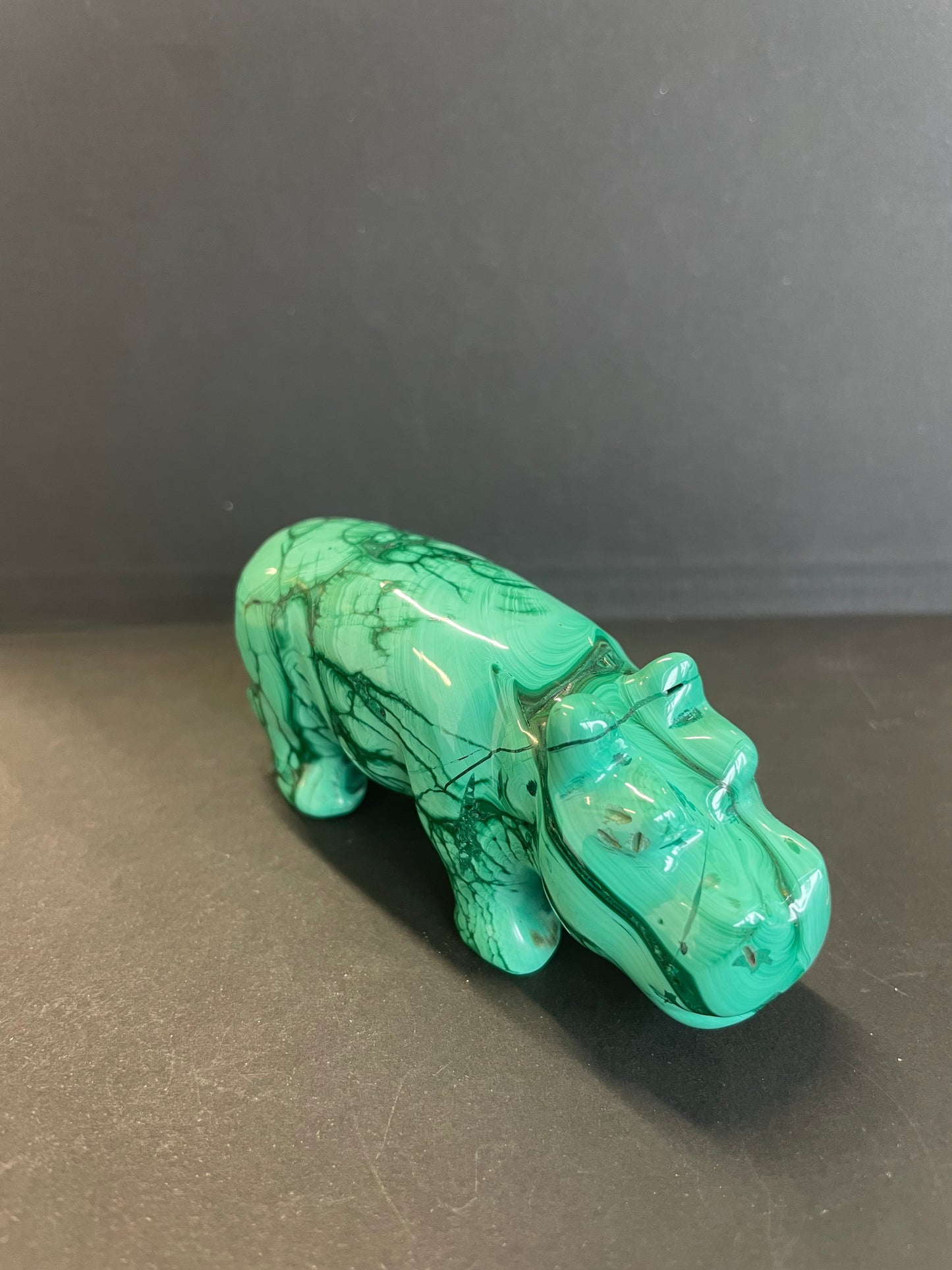 hippopotame