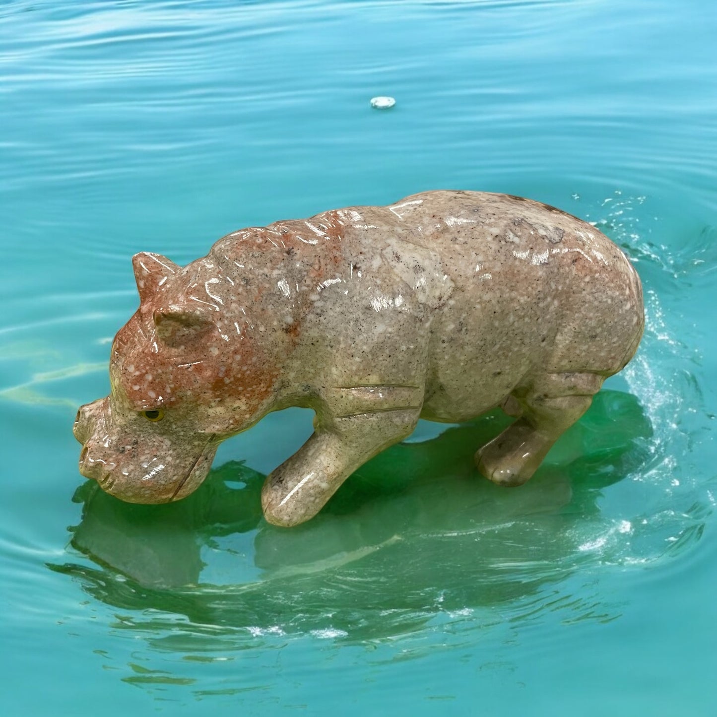 Hippopotame